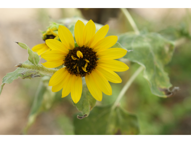 Helianthus annuus (Common sunflower) #37498