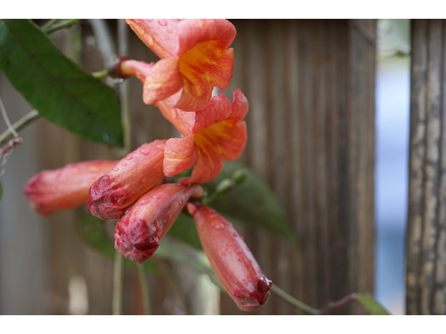 Bignonia capreolata (Crossvine) #37528