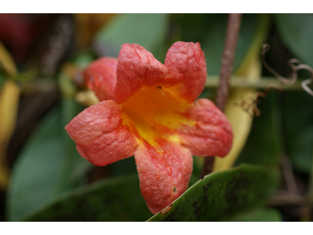 Bignonia capreolata (Crossvine) #37531