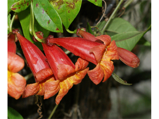 Bignonia capreolata (Crossvine) #37547