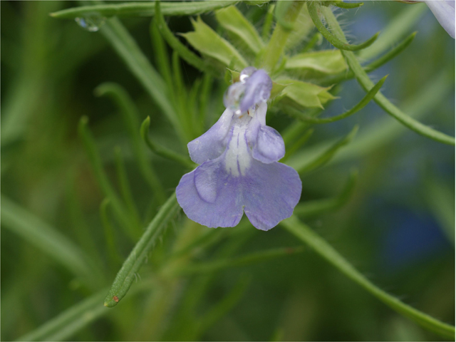 Salvia engelmannii (Engelmann's sage) #37624