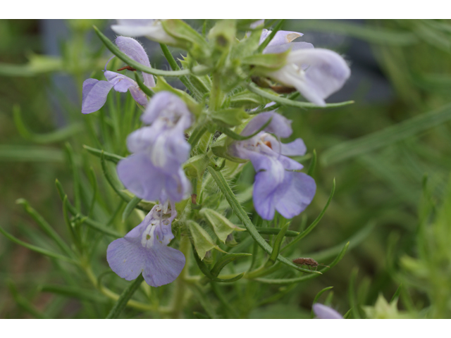 Salvia engelmannii (Engelmann's sage) #37625