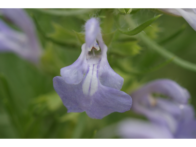 Salvia engelmannii (Engelmann's sage) #37626