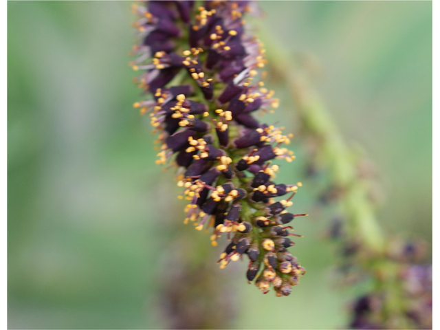 Amorpha fruticosa (Indigo bush) #37660