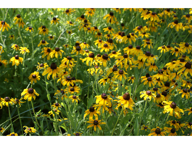 Rudbeckia hirta (Black-eyed susan) #37714