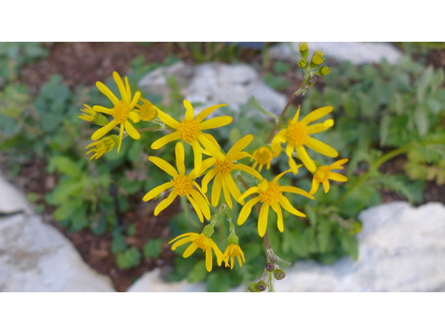 Packera obovata (Golden groundsel) #37743