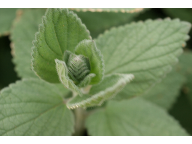 Scutellaria ovata ssp. bracteata (Heartleaf skullcap) #37778