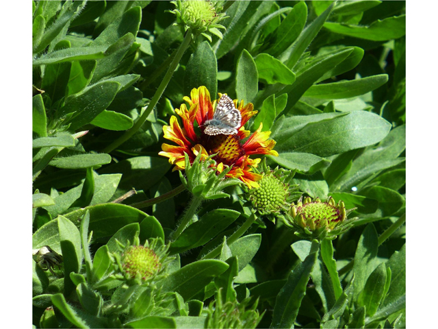 Gaillardia pulchella (Indian blanket) #37805