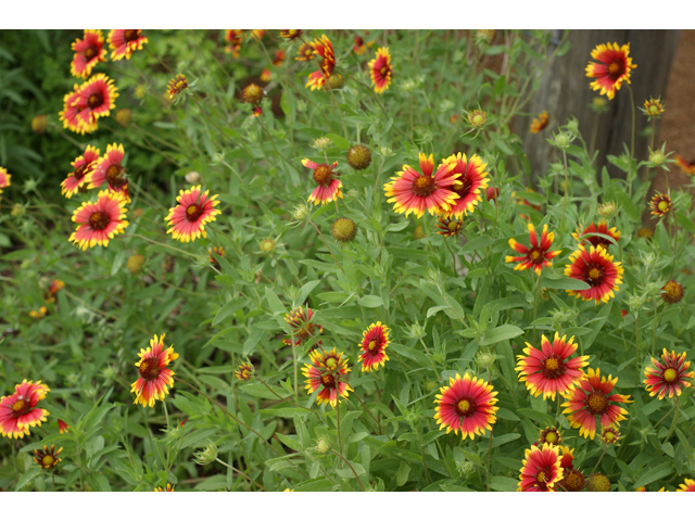 Gaillardia pulchella (Indian blanket) #37809