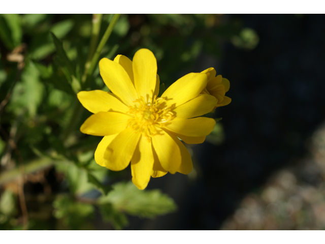 Ranunculus macranthus (Large buttercup) #37854