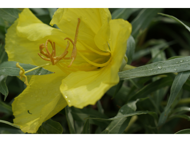 Oenothera macrocarpa (Bigfruit evening-primrose) #37921