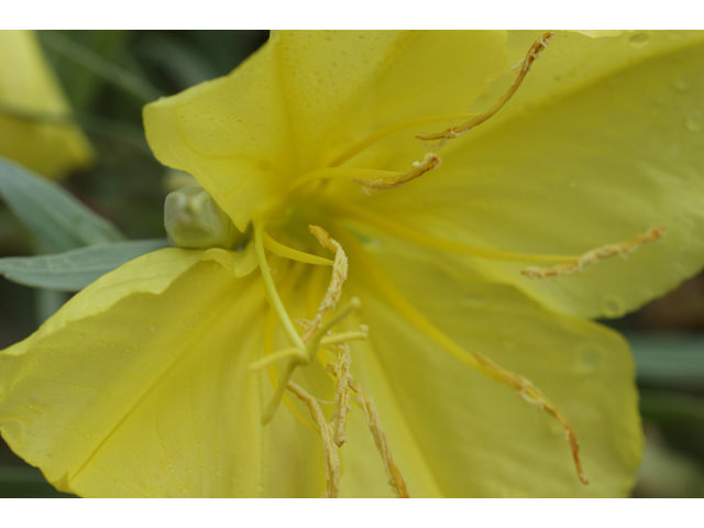 Oenothera macrocarpa (Bigfruit evening-primrose) #37923