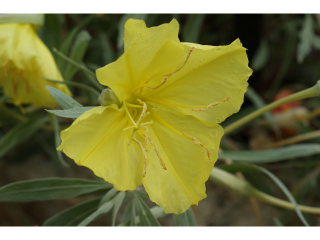 Oenothera macrocarpa (Bigfruit evening-primrose) #37925