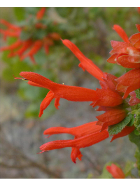 Salvia regla (Mountain sage) #37937