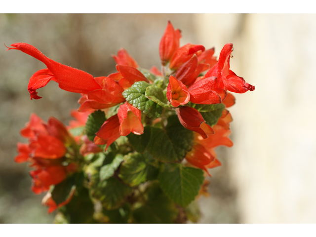 Salvia regla (Mountain sage) #37938