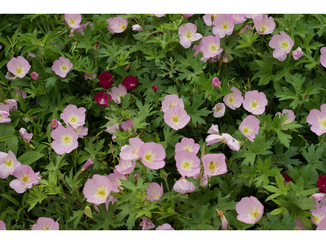 Oenothera speciosa (Pink evening primrose) #38010