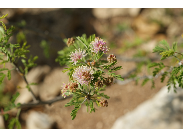 Mimosa borealis (Fragrant mimosa) #38016