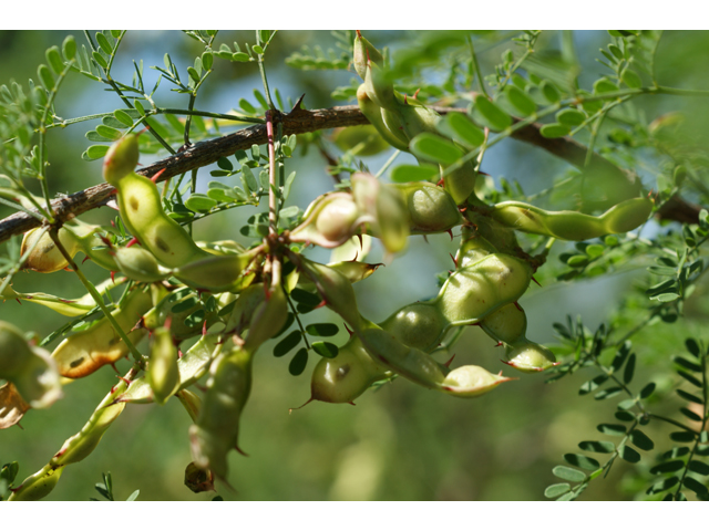 Mimosa texana (Texas mimosa) #38018