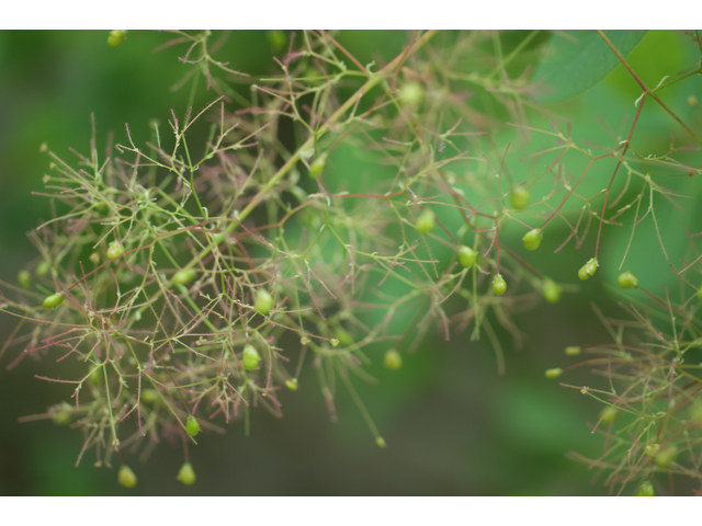 Cotinus obovatus (American smoke tree) #38105