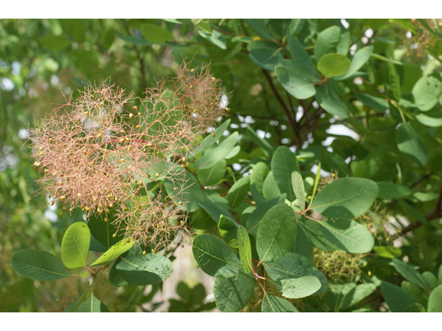 Cotinus obovatus (American smoke tree) #38109