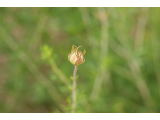 Fallugia paradoxa (Apache plume) #38126