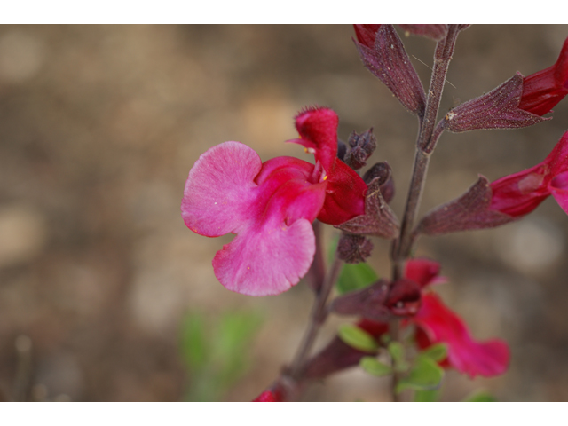 Salvia greggii (Autumn sage) #38139