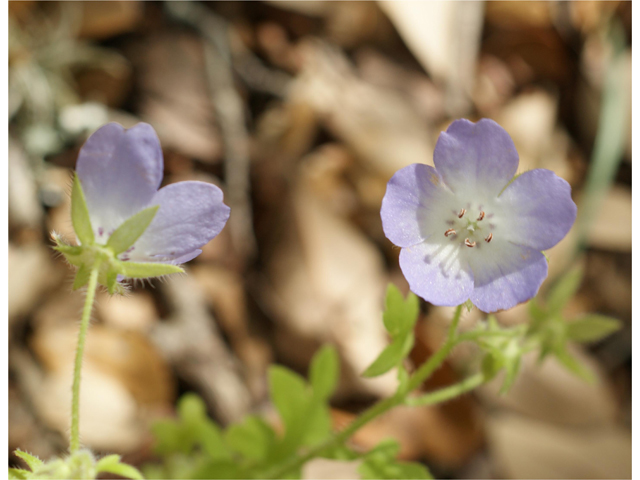 Nemophila phacelioides (Texas baby blue eyes) #38143