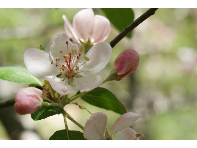 Malus ioensis var. texana (Texas crabapple) #38177