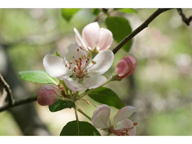 Malus ioensis var. texana (Texas crabapple) #38190