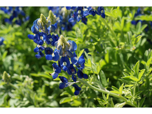 Lupinus texensis (Texas bluebonnet) #38223