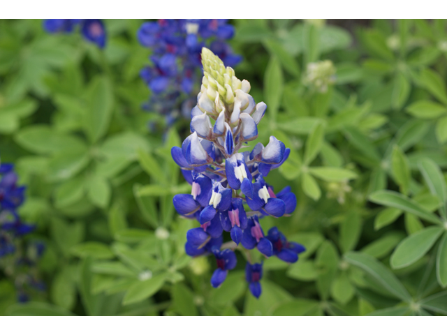 Lupinus texensis (Texas bluebonnet) #38232