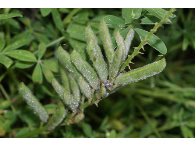 Lupinus texensis (Texas bluebonnet) #38235