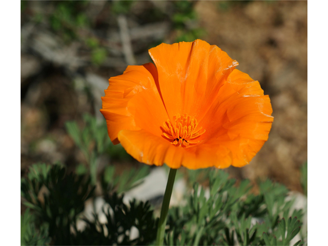 Eschscholzia californica ssp. californica (California poppy) #38278