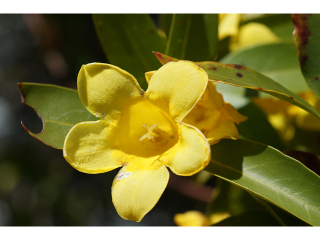 Gelsemium sempervirens (Carolina jessamine) #38292