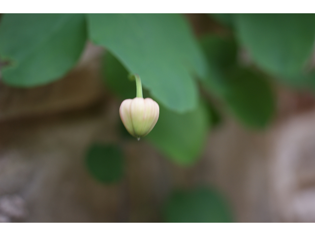 Clematis texensis (Scarlet clematis) #39538