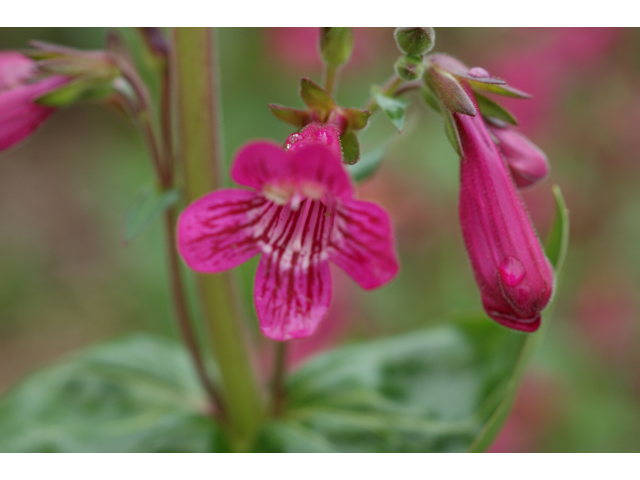 Penstemon triflorus (Hill country penstemon) #39549