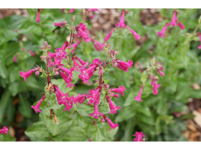 Penstemon triflorus (Hill country penstemon) #39553