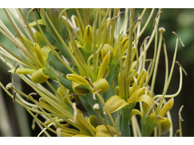 Manfreda sileri (Siler's tuberose) #39559