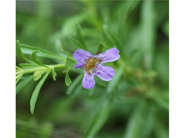 Dyschoriste linearis (Snake herb) #39584