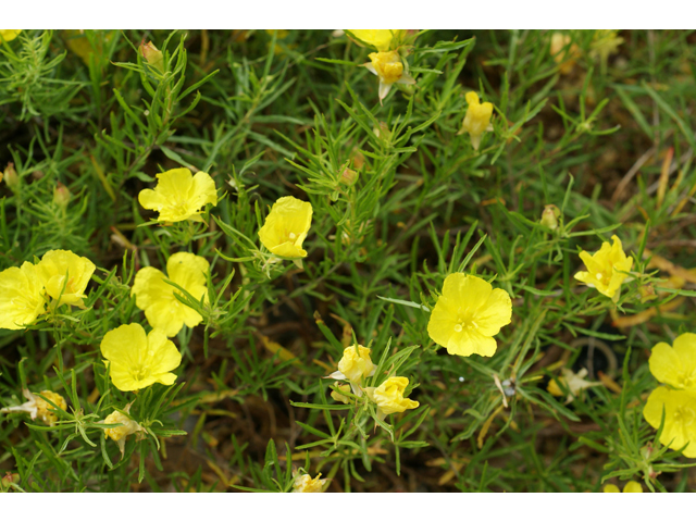 Calylophus berlandieri (Berlandier's sundrops ) #39628