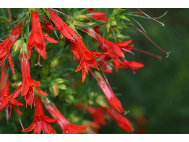 Ipomopsis rubra (Standing cypress) #39639