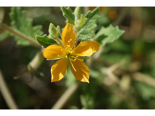 Mentzelia oligosperma (Stick-leaf) #39647