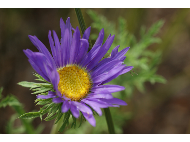 Machaeranthera tanacetifolia (Tahoka daisy) #39656