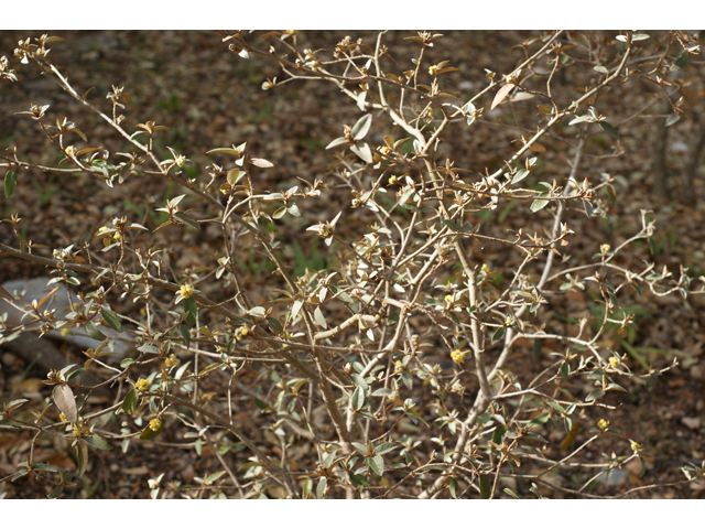 Croton alabamensis var. texensis (Texabama croton) #39666