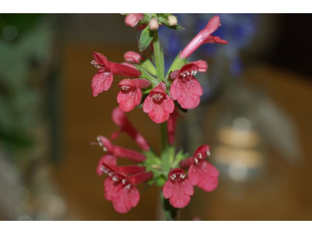 Stachys coccinea (Scarlet betony) #39671