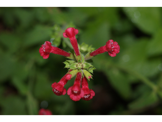 Stachys coccinea (Scarlet betony) #39674