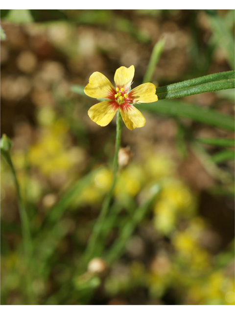 Linum hudsonioides (Texas flax) #39688