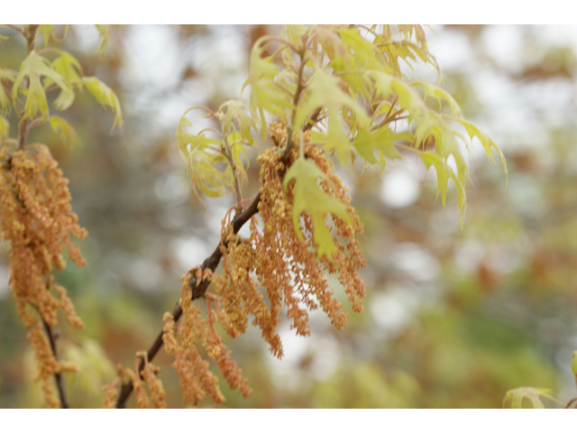 Quercus buckleyi (Texas red oak) #39767