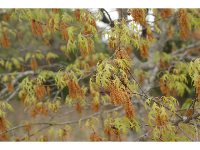 Quercus buckleyi (Texas red oak) #39769