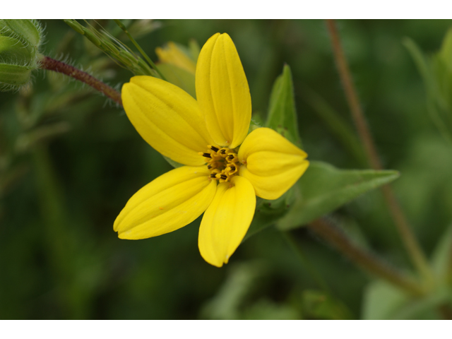 Lindheimera texana (Texas yellowstar) #39789